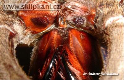 Chilobrachys-sp.-Guangxiensis